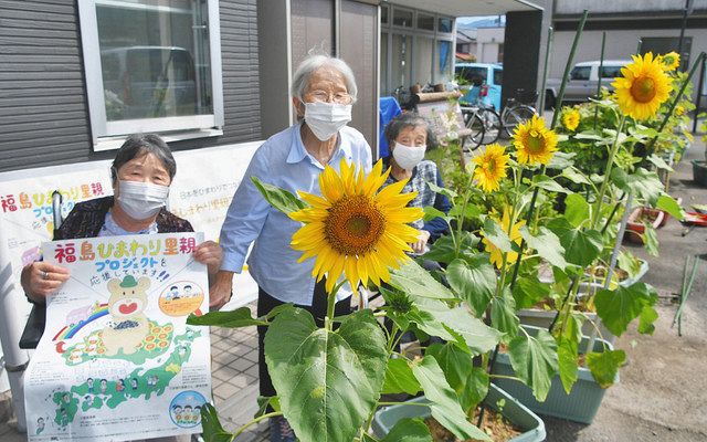 福島支援ヒマワリ咲く 大野きらめき 利用者栽培 日刊県民福井web