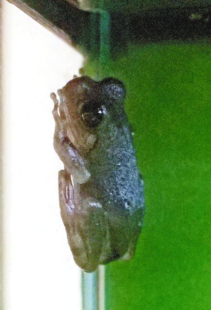 変身 アマガエル登場 魚津水族館 色素異常 持ち込み募集 北陸中日新聞web