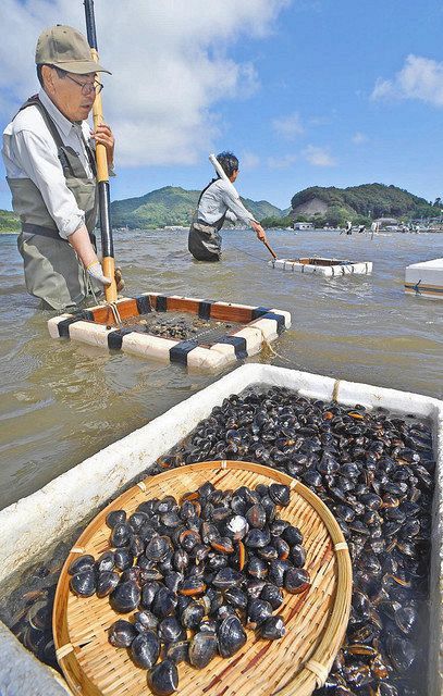 今が一番おいしい シジミ漁最盛期 美浜 久々子湖 中日新聞web