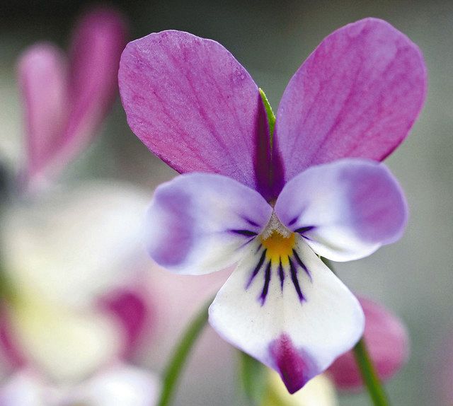 花まるっと ２６ ビオラ 名古屋 東山動植物園 中日新聞web