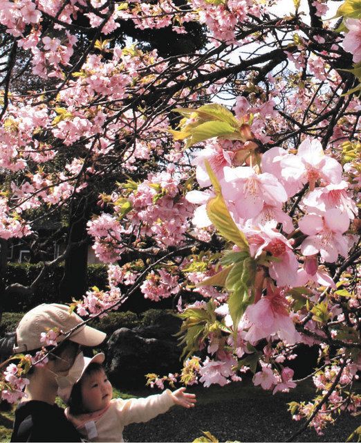 春風になびくピンクの花びら 神戸・夜叉堂で河津桜が見頃：中日新聞Web