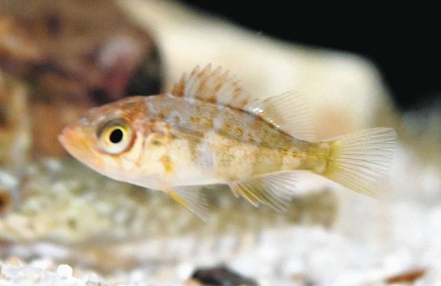 小さい命見~つけた 名古屋港水族館で春の稚魚の展示:中日新聞Web
