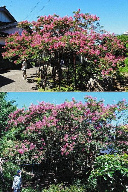 サルスベリ 見頃 明専寺と岡野さん方で咲く：北陸中日新聞Web