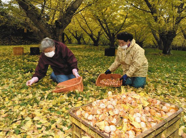 もちもちギンナン 待っててね 能登町国重の農場 収穫本格化 ：北陸中日