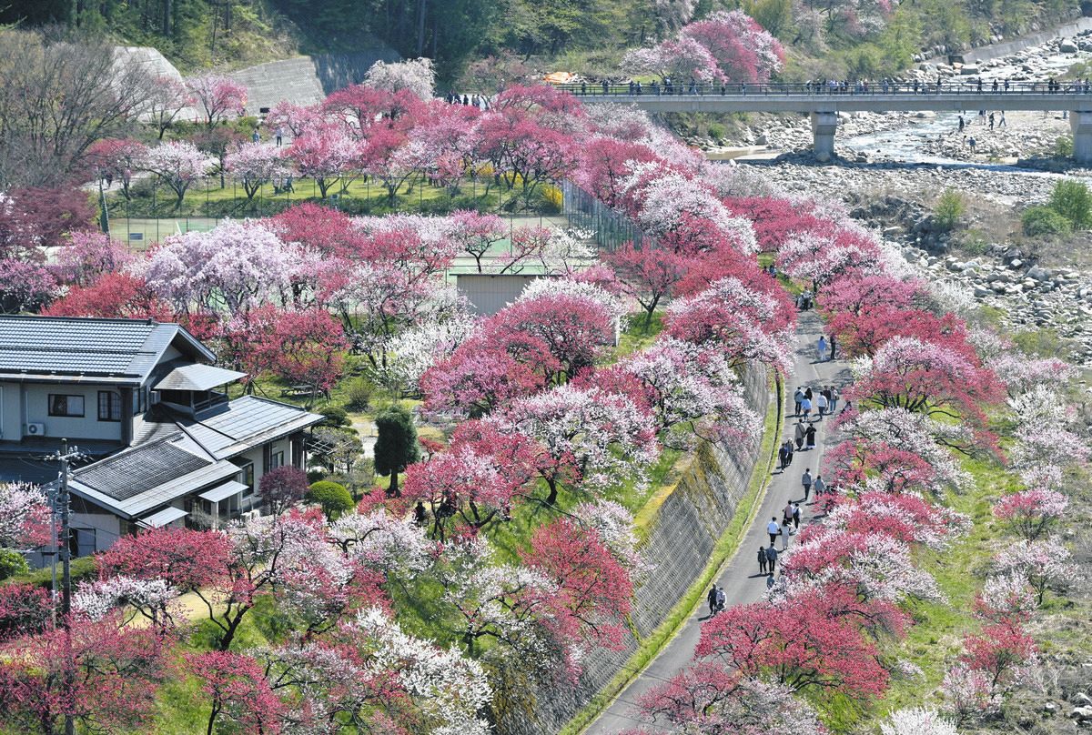 花桃の里、5000本見頃迎え絶景 長野県阿智村・月川温泉郷：中日新聞Web