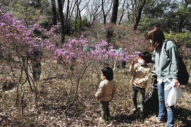 里山ではツツジも見ごろ 日進・北高上緑地：中日新聞Web