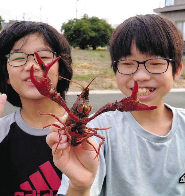 びっくり、三つ叉のハサミ 浜松の小学生が「珍しいザリガニ」発見：中