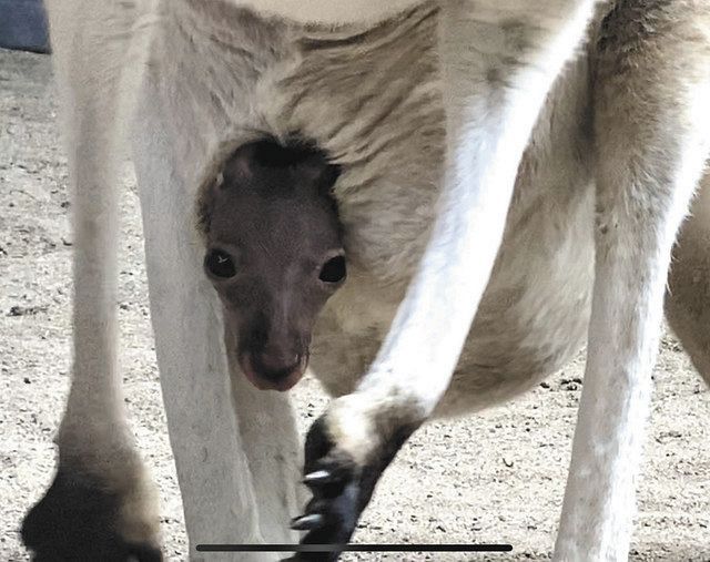 顔出した日が バースデー カンガルーの赤ちゃん誕生 須坂市動物園 中日新聞web