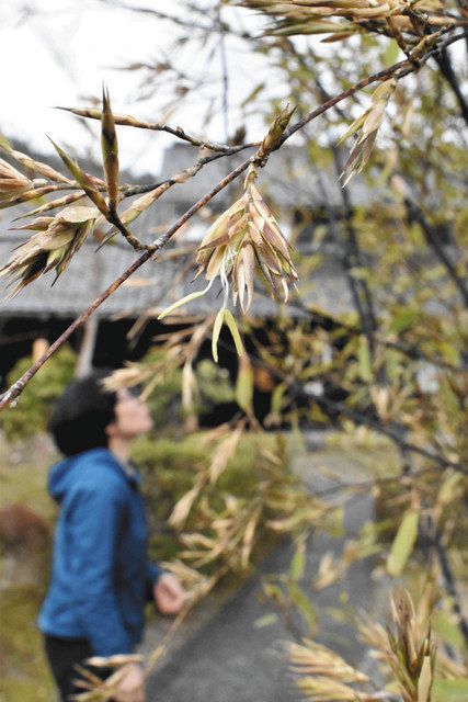 珍しい！黒竹に花が咲く おおい・若州一滴文庫の庭：中日新聞Web