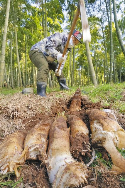 宮崎たけのこ、越前で出荷本格化 「表年」で豊作に期待：中日新聞Web