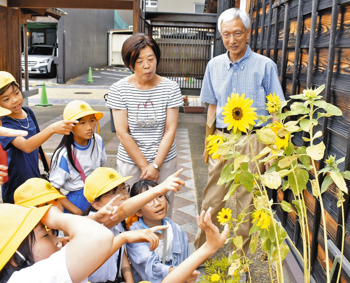 ひまわり学年の種→まちづくり会栽培 被災地ゆかりのヒマワリ満開