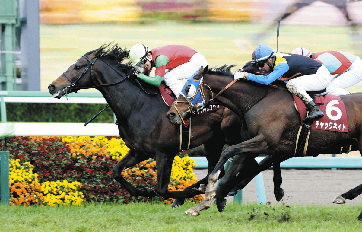 チャックネイト（右）の猛追を振り切るマイネルエンペラー（左）＝中山競馬場で