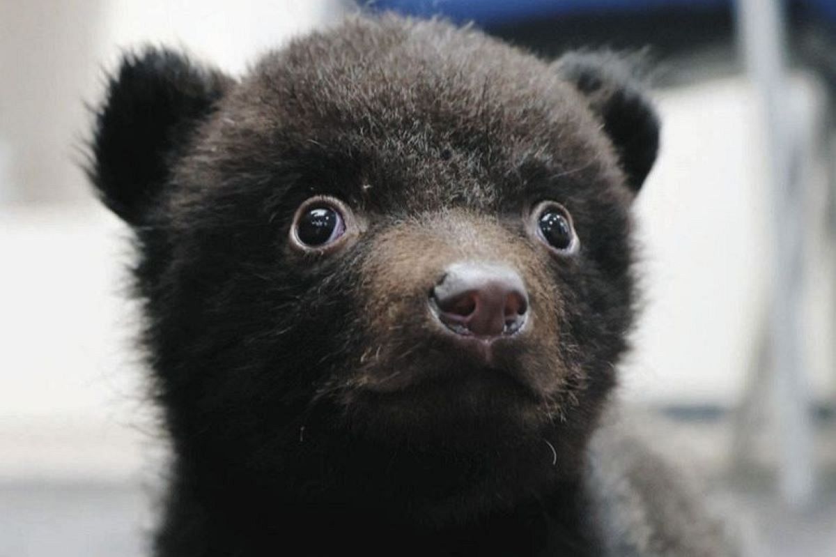 赤ちゃんクマ「弥永吉」がPR 奥飛騨クマ牧場で19日から記念撮影