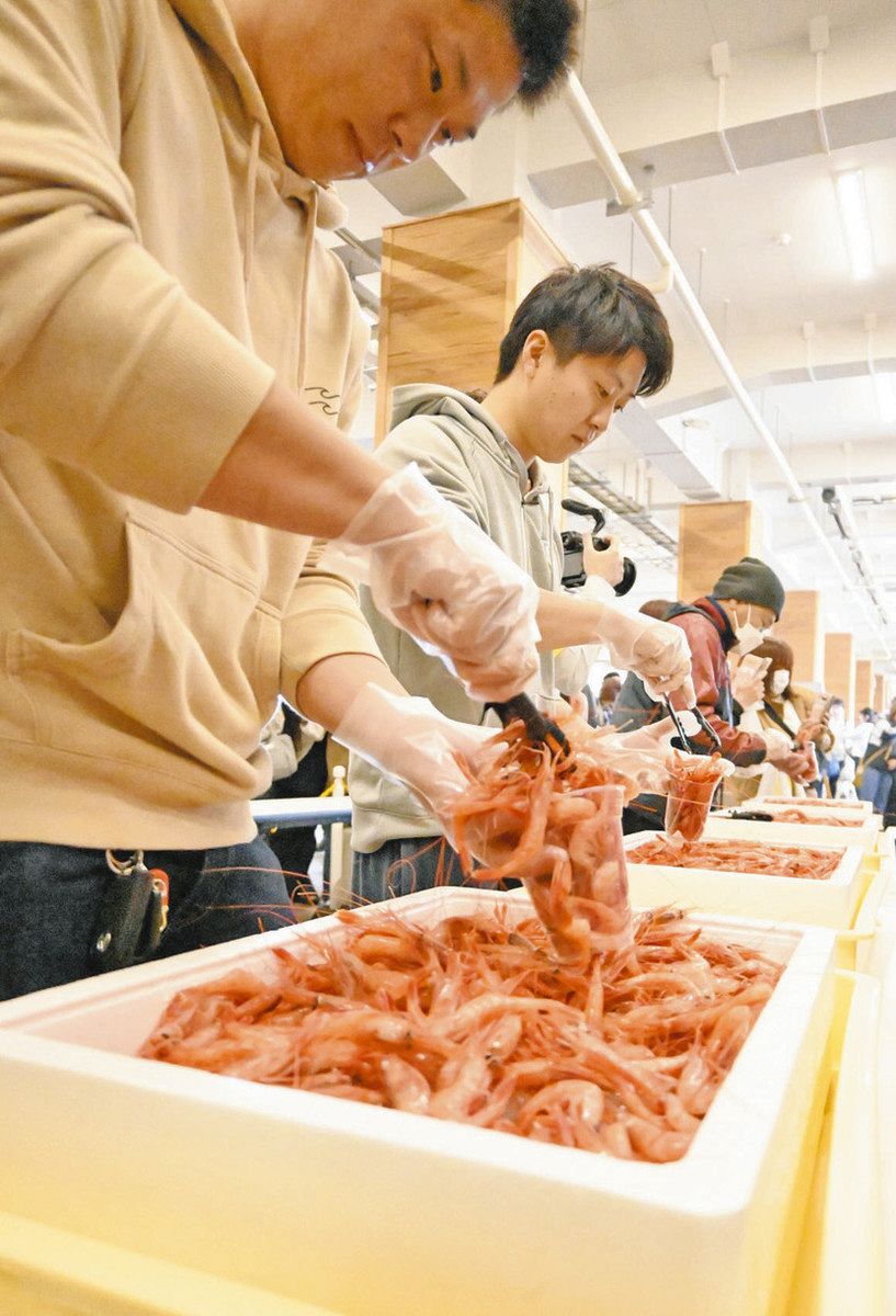 ふくい甘えび 詰め放題盛況 三国でPRイベント：日刊県民福井Web