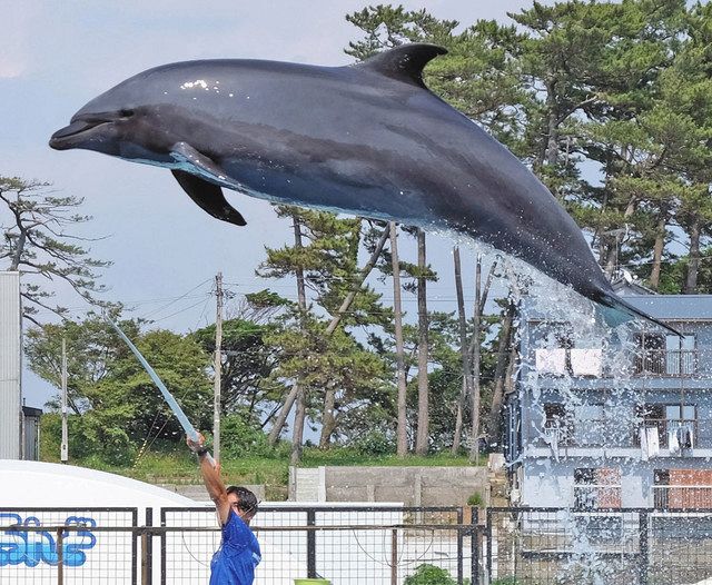 イルカの ラボ きょう２５歳に 来館者に特製缶バッジ あすまで 日刊県民福井web