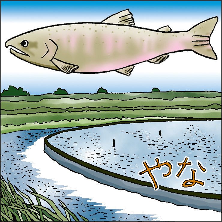 （169）守りたいビワマス産卵 （琵琶湖博物館 桑原雅之）：中日新聞Web