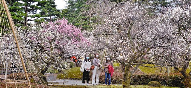 石川 梅の景色もあとわずか 兼六園 春の陽気 北陸中日新聞web