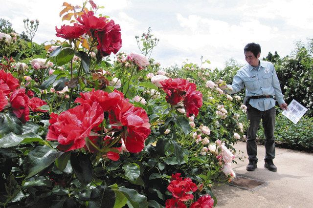 バラ 大輪咲き誇る 津の庭園 中日新聞web