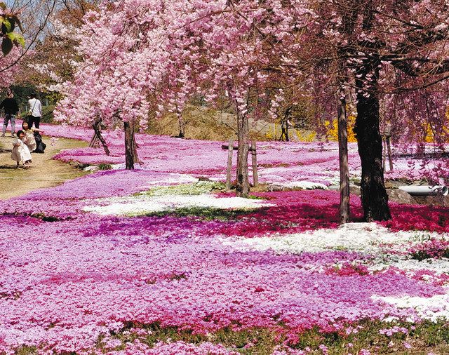 咲き誇る500本の桜とシバザクラ 白鳥：中日新聞Web