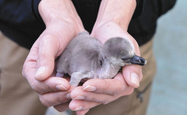 フンボルトペンギン、新年に赤ちゃん2羽誕生 鳥羽水族館：中日新聞Web