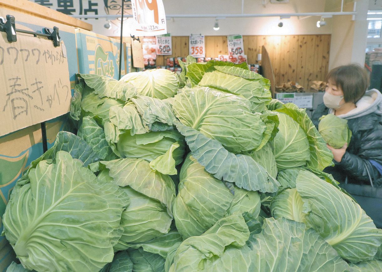 キャベツの高騰いつまで…店頭で1玉99円→年末は599円 猛暑で供給減