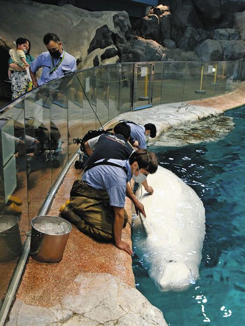 お腹の赤ちゃん元気だよ 名港水族館 ベルーガ夏に出産予定：中日新聞Web