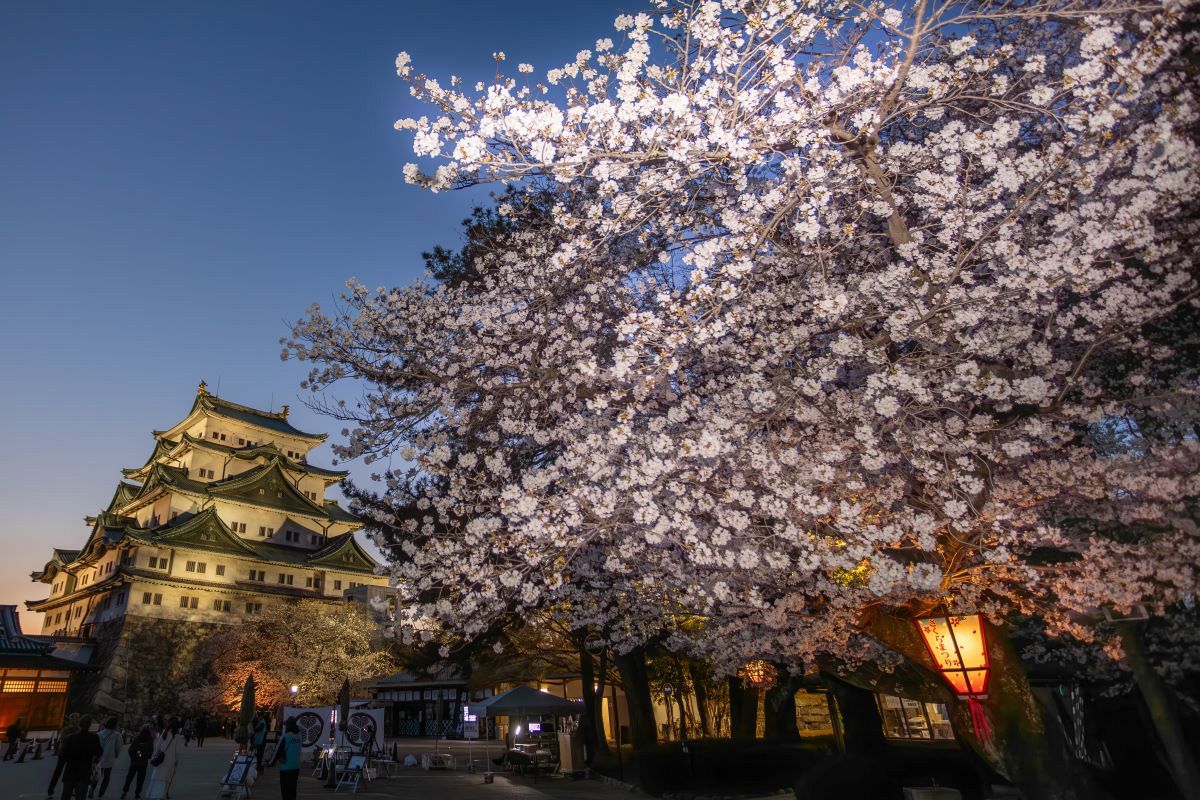 写真特集・動画】天守と桜が競演 名古屋城でも見頃に ライトアップで