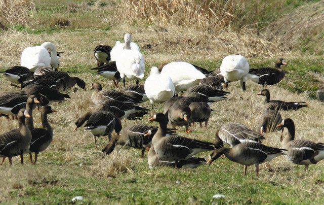 欄間(草原の白鳥)