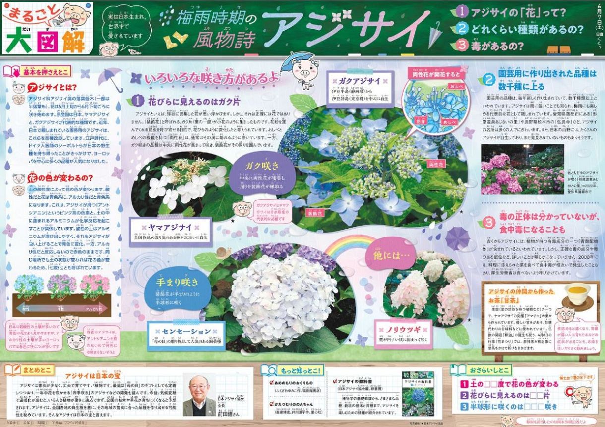 まるごと大図解 ＜アジサイ＞6月7日：中日新聞Web
