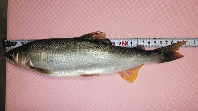 たるさんが仕留めた尺アユ