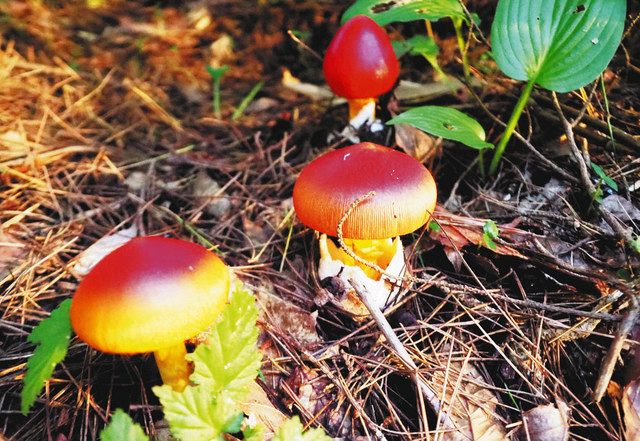 輪島の川口さん 食感ふんわり タマゴタケ収穫 見かけによらず美味 北陸中日新聞web