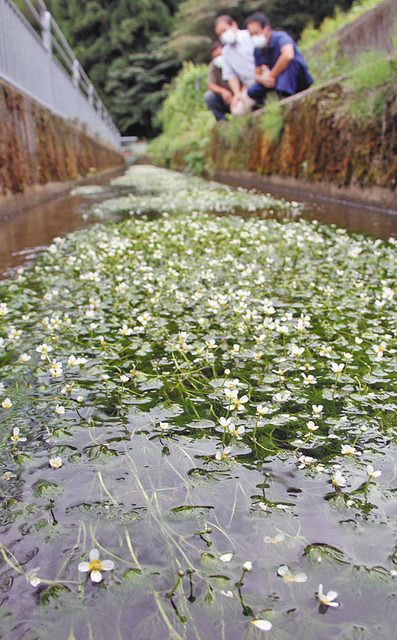 栽培専用スペース作り管理 バイカモ きれいに咲いた 永平寺町の用水路で見頃 日刊県民福井web 栽培専用スペース作り管理 バイカモ きれいに咲いた 永平寺町の用水路で見頃 日刊県民福井web