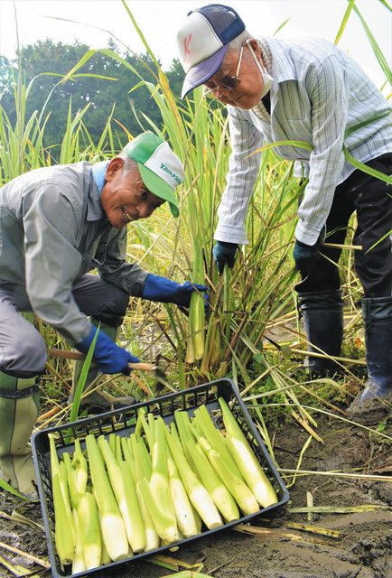 マコモタケ収穫ピーク 菰野、町役場食堂で料理提供：中日新聞Web