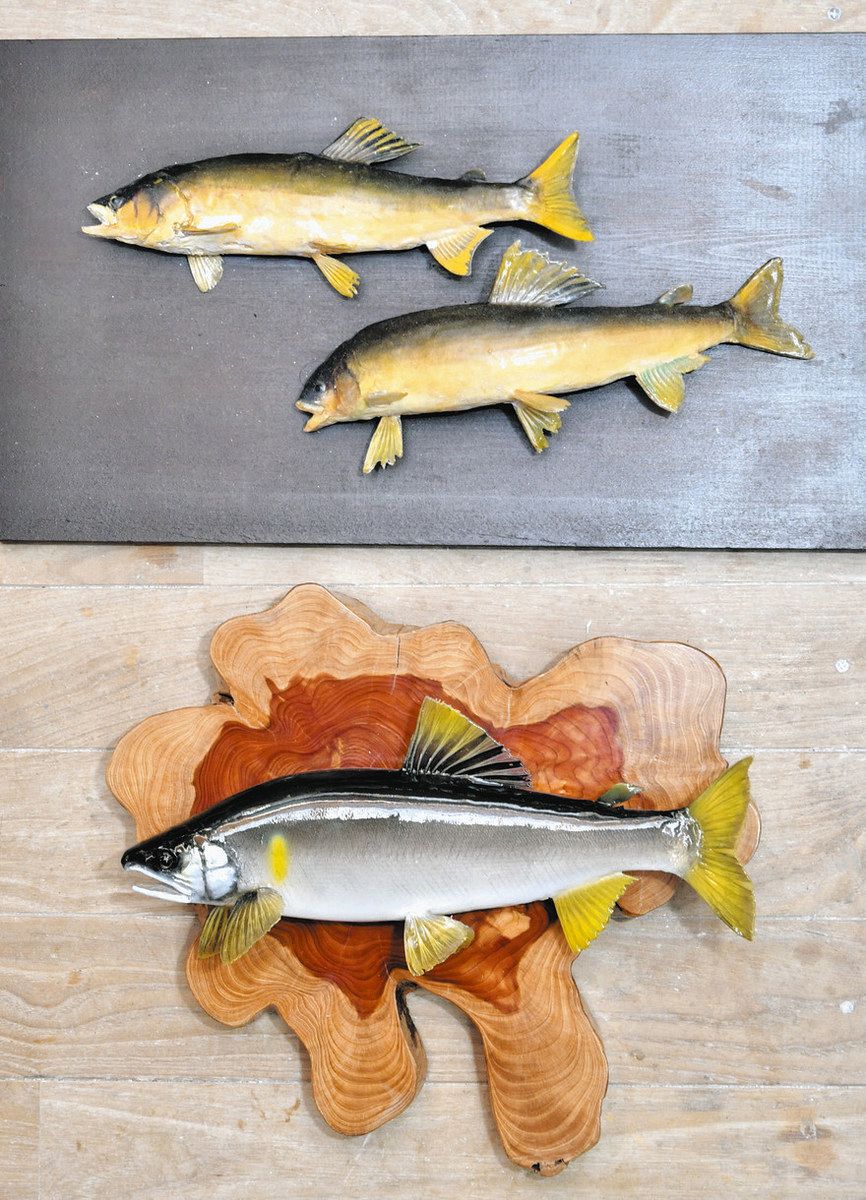 夢は世界の「魚剝製師」 可児の高校生・前城さん、美濃加茂で29、30日