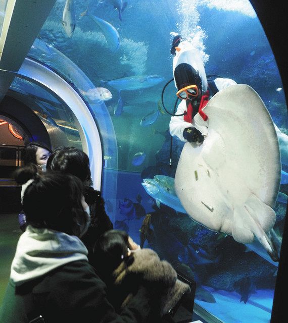 お食事タイム 限定復活 魚津水族館 おさかなショーも：北陸中日新聞Web
