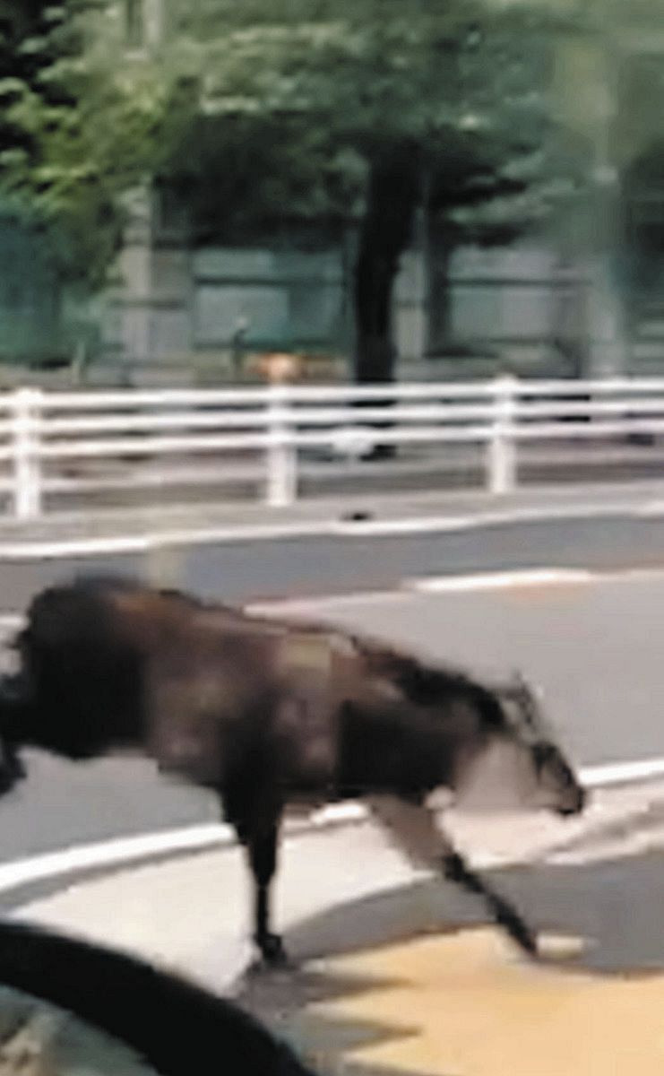 動画】ニホンカモシカか？名古屋市内で目撃相次ぐ 市教委「むやみに
