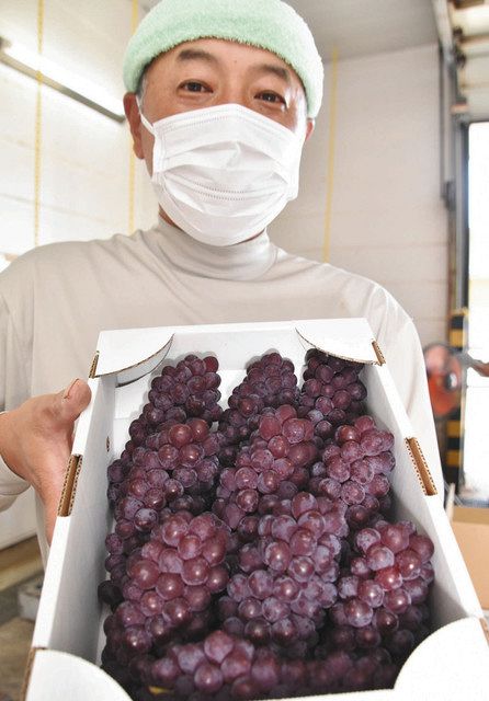 デラウェア 順調 ｊａはくい初出荷 北陸中日新聞web