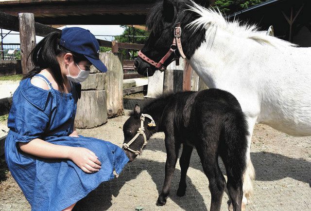 ママと一緒にすくすく モクモクファームで誕生の雄馬 くろまめ 中日新聞web