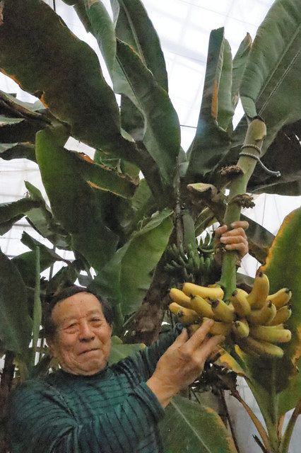 高さ６メートルの温室でバナナを育てる岸本さん＝鈴鹿市山本町で 