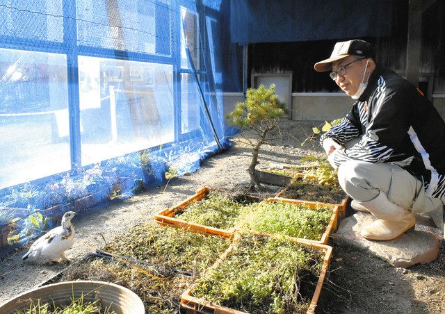 人の手で育てたライチョウを山に戻す」 人工飼育60年余、大町 人の手で育てたライチョウを山に戻す」 人工飼育60年余、大町