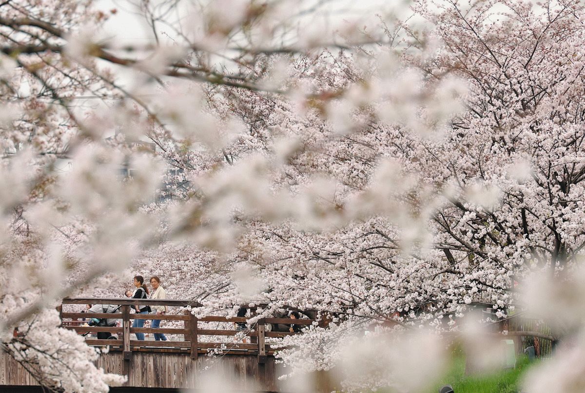 名古屋・山崎川の桜満開！ 「日本さくら名所100選」…週末も