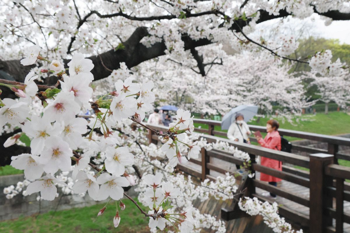 名古屋・山崎川の桜満開！ 「日本さくら名所100選」…週末も