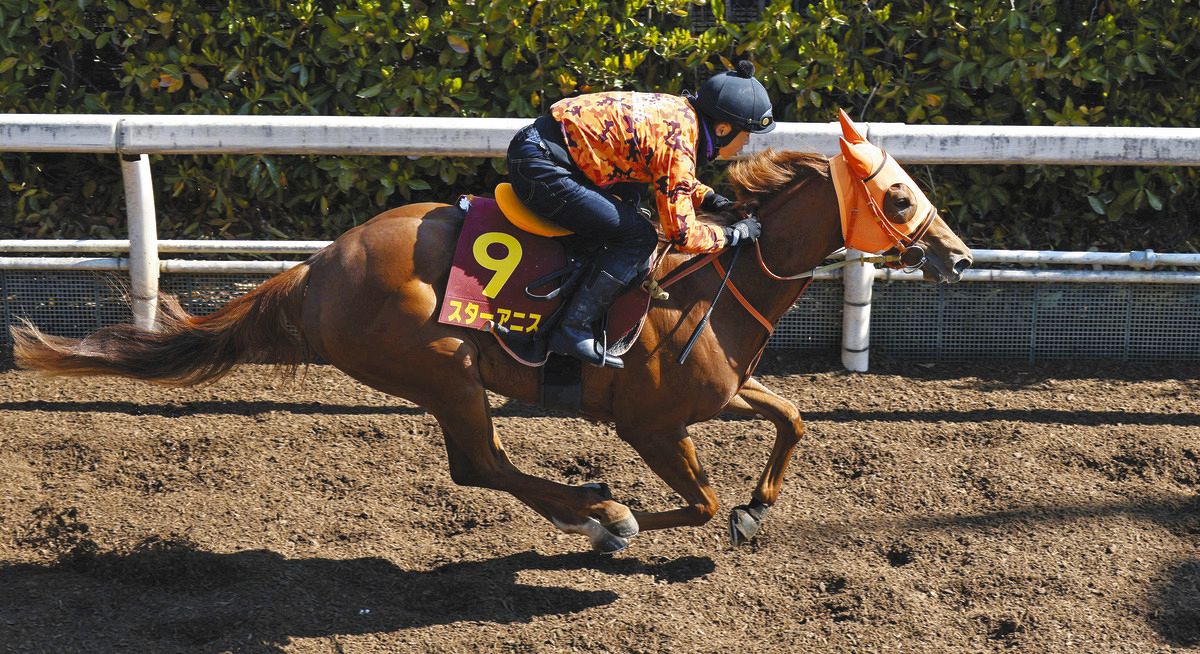 桜花賞】追い切りで動き抜群スターアニスは体ほぐし最終調整 高野師