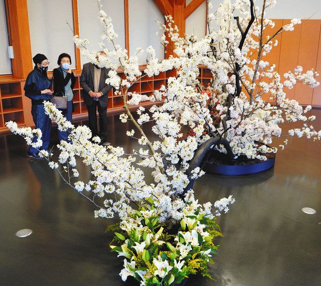 桜に再び命吹き込む のみふるまつり 伐採の枝 生け花に 北陸中日新聞web