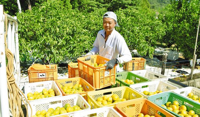 収穫したミカンをトラックに積み込む農家＝１０月２０日、御浜町で 