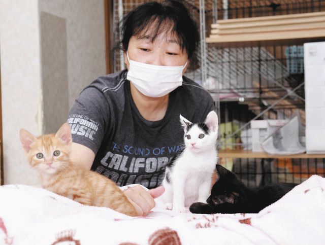 TNRで居場所ない猫減らしたい 11月16・17日、大垣の「あす