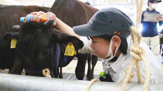 育てた子牛 競りでお別れ 新城高生が人工授精から手掛ける 中日新聞web