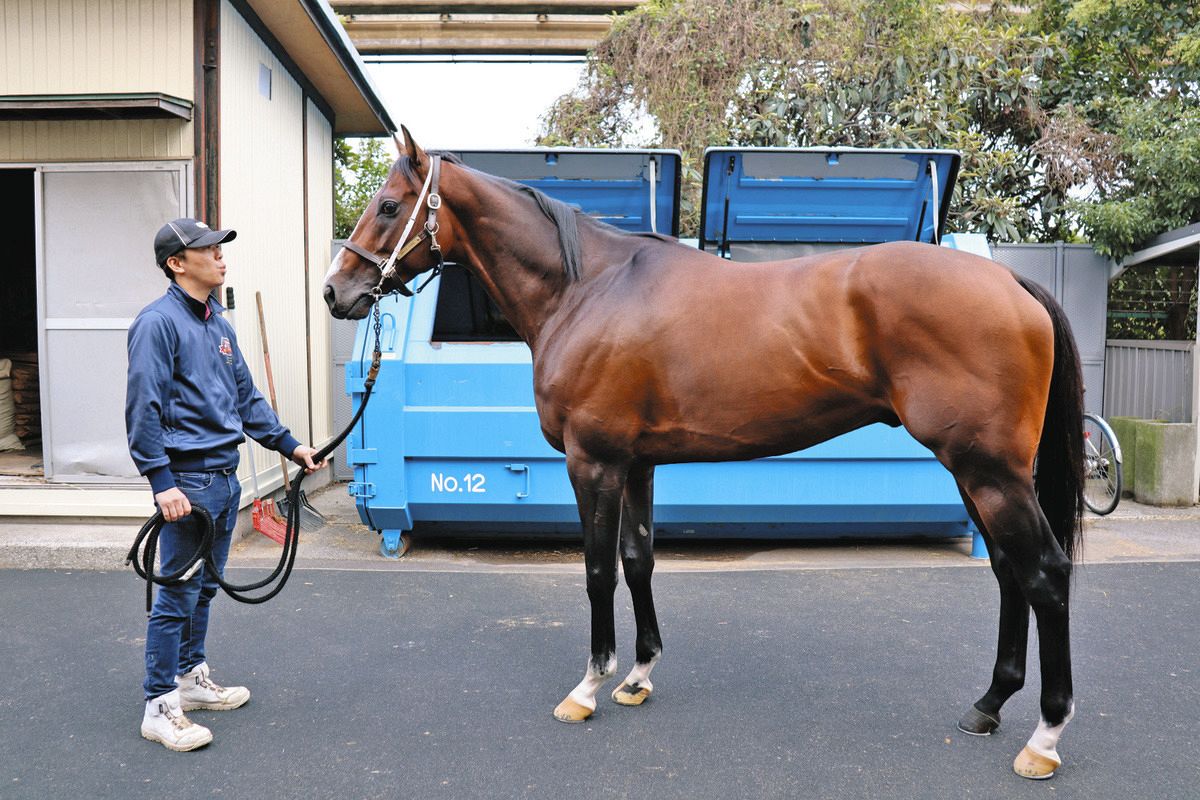 小泉恵未コラム】マイルCS南部杯参戦のミックファイア渡辺和雄調教師 