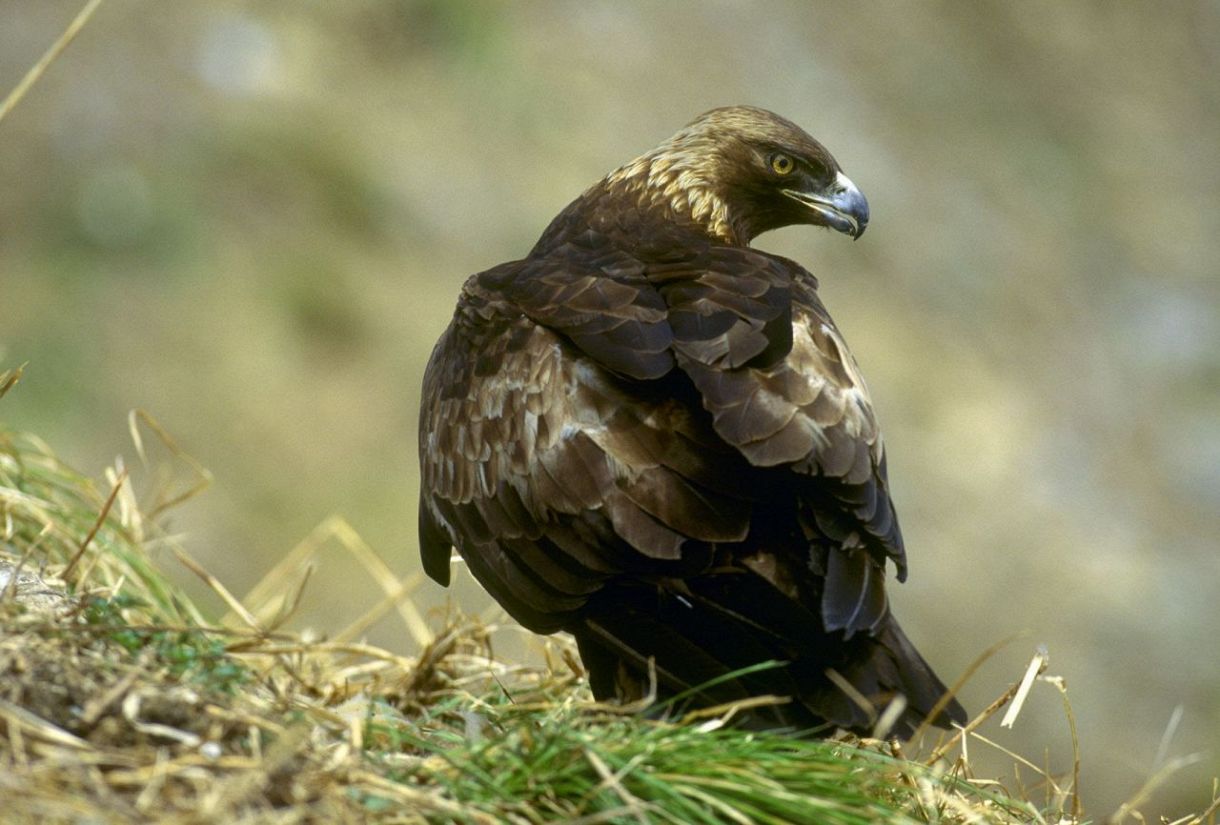 Live Camera Streams Live Streaming of Japanese Golden Eagle Raising its Young：中日新聞