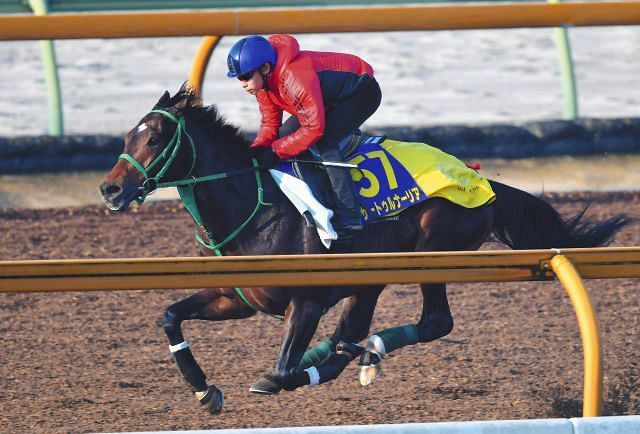 サートゥルナーリアが左トモ飛節の腫れでジャパンカップ回避…新コンビ